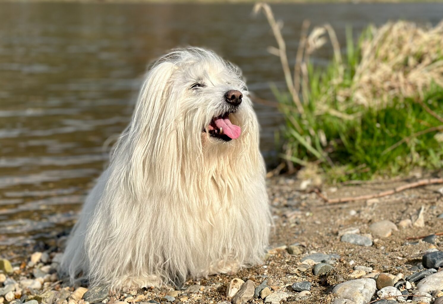 Buddy konečně vysmátý, sluníčko, voda a žádný pes na obzoru